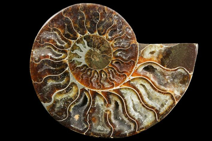 Agatized Ammonite Fossil (Half) - Crystal Chambers #111485